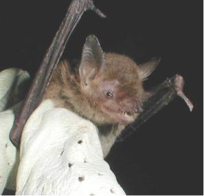 Cave myotis